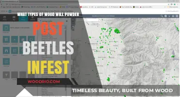 Wood Under Siege: Understanding Powder Post Beetle Infestations
