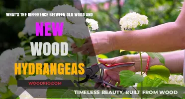 Old vs. New Wood Hydrangeas: Pruning and Blooming Differences Explained