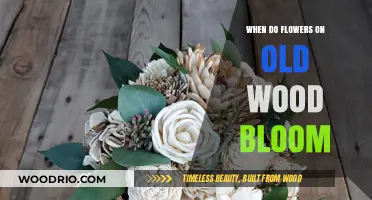 When Old Wood Flowers Bloom: Timing and Care Tips