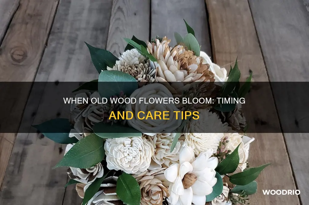 when do flowers on old wood bloom