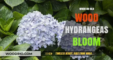 When Do Old Wood Hydrangeas Bloom: A Seasonal Guide