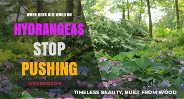 When Does Old Wood on Hydrangeas Stop Producing Blooms?