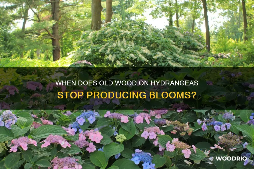 when does old wood on hydrangeas stop pushing