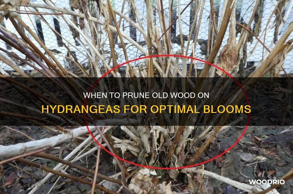 when does old wood on hydrangeas
