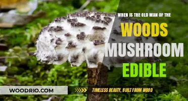 When to Safely Harvest the Old Man of the Woods Mushroom