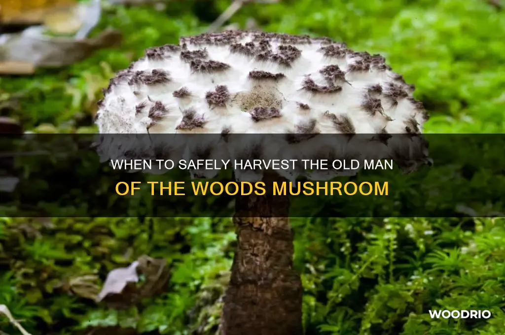 when is the old man of the woods mushroom edible