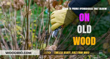 Pruning Hydrangeas: Timing Tips for Old Wood Bloomers