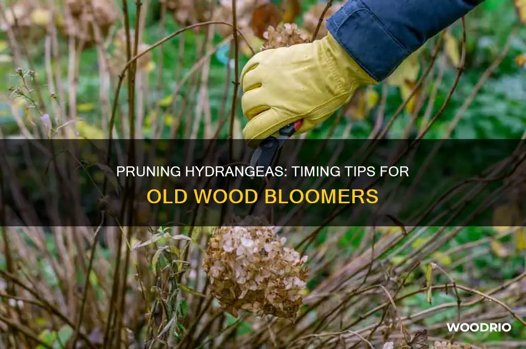 when to prune hydrangeas that bloom on old wood