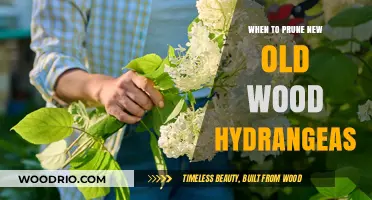 Pruning New vs. Old Wood Hydrangeas: Timing for Optimal Blooms