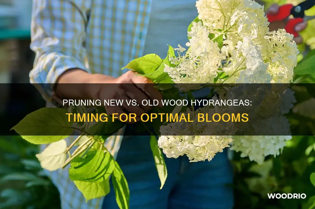 when to prune new old wood hydrangeas