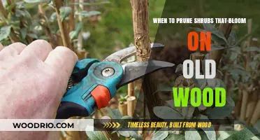 Pruning Shrubs That Bloom on Old Wood: Timing for Optimal Growth