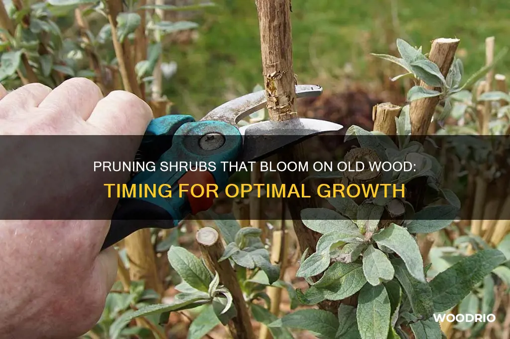 when to prune shrubs that bloom on old wood