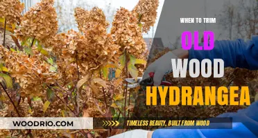 Pruning Old Wood Hydrangeas: Timing Tips for Healthy Blooms