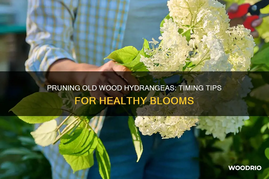 when to trim old wood hydrangea