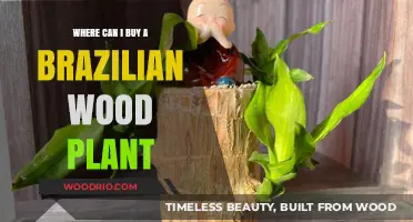 Where to Buy Brazilian Wood Plants: A Comprehensive Guide
