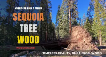 Where to Purchase Fallen Sequoia Wood: A Buyer's Guide