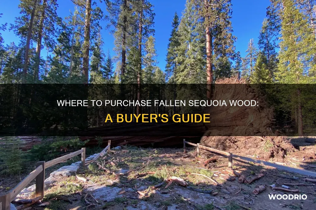 where can i buy a fallen sequoia tree wood