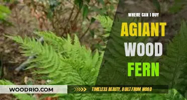Where to Buy Giant Wood Ferns: Top Nurseries and Online Sources