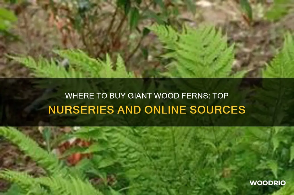 where can i buy agiant wood fern