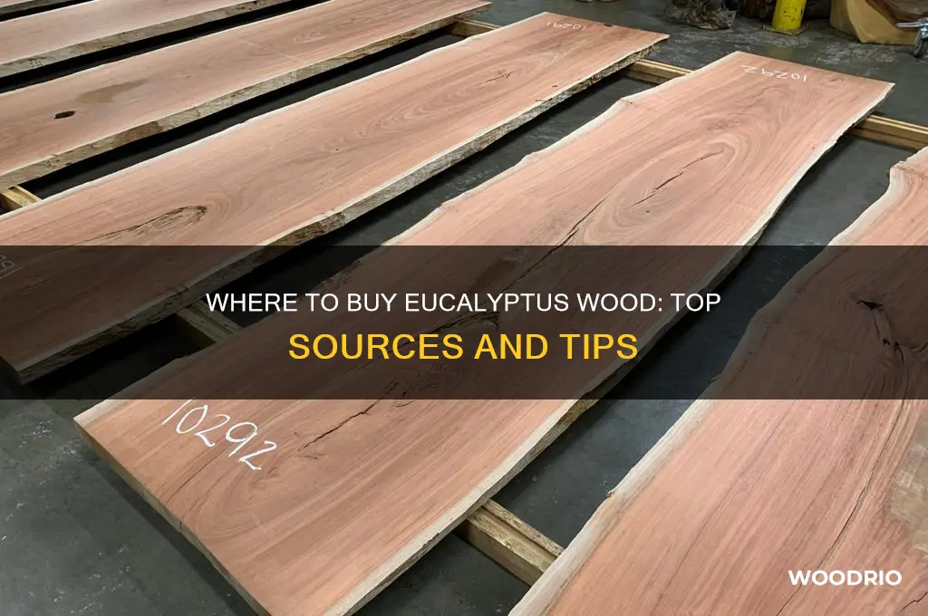 where can i buy eucalyptus wood