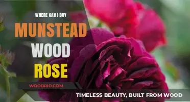 Where to Buy Munstead Wood Rose: Top Nurseries and Online Stores