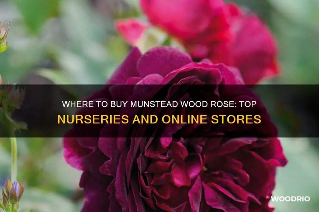 where can i buy munstead wood rose