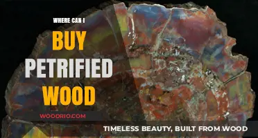 Discover the Best Places to Buy Petrified Wood Online and Locally