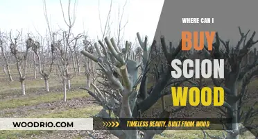 Where to Buy Scion Wood: Top Nurseries and Online Sources