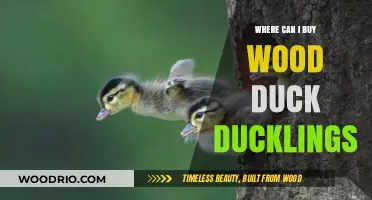 Where to Buy Wood Duck Ducklings: A Comprehensive Guide
