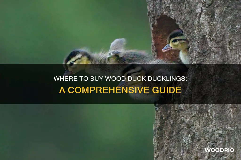 where can i buy wood duck ducklings