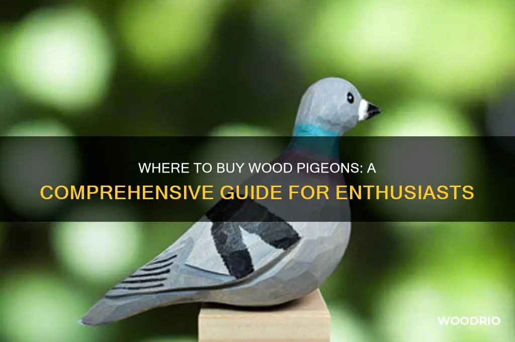 where can i buy wood pigeon