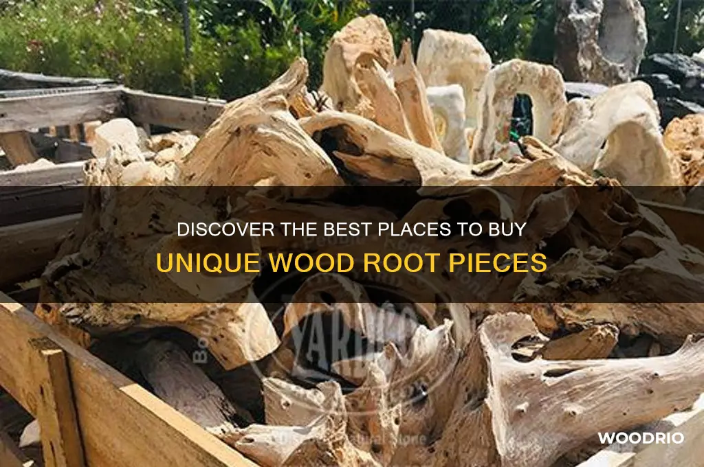 where can i buy wood root
