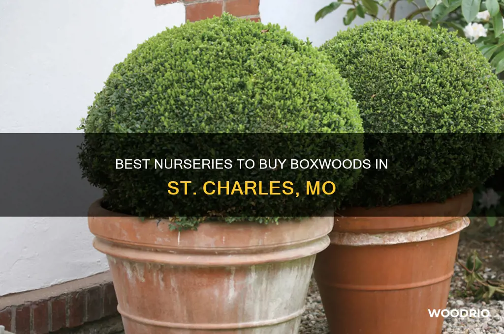 where can you buy box woods in st charles mo