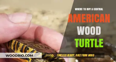 Finding Your Central American Wood Turtle: Top Buying Locations Guide