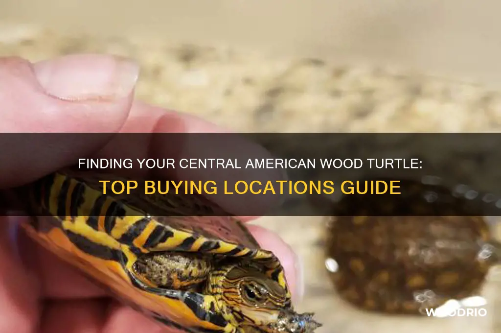 where to buy a central american wood turtle