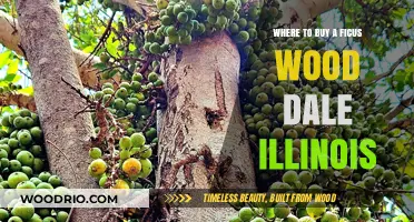 Find Ficus Wood in Dale, Illinois: Top Local and Online Sources