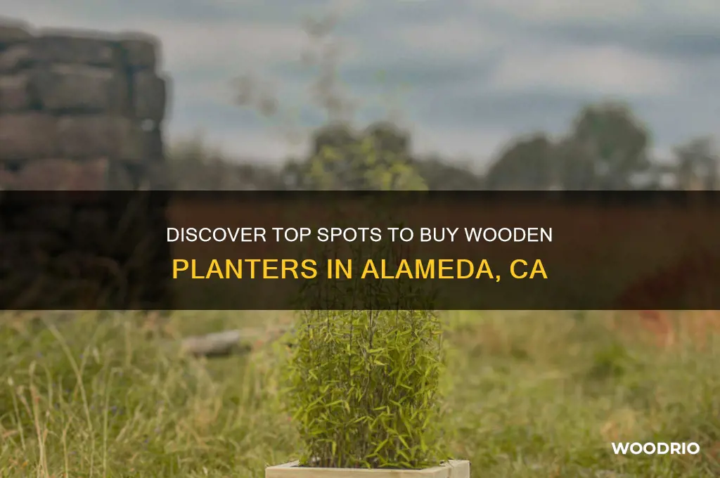 where to buy a wooden plant in alameda ca