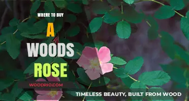 Discover the Best Nurseries to Purchase Woods Roses Today
