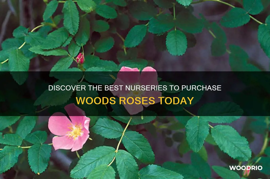 where to buy a woods rose