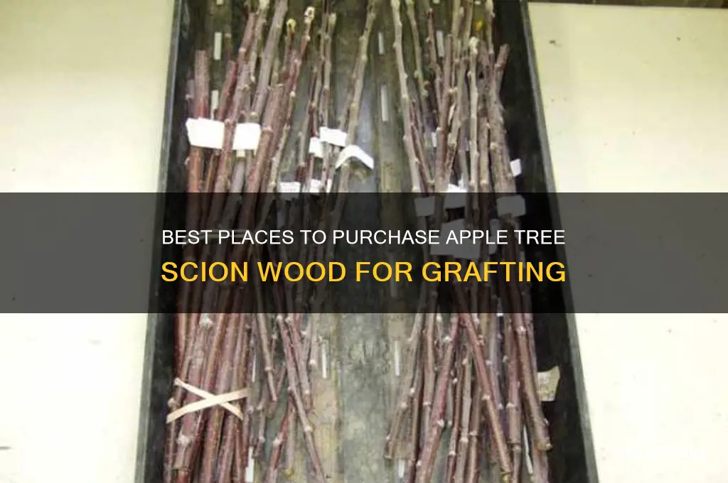 where to buy apple tree scion wood