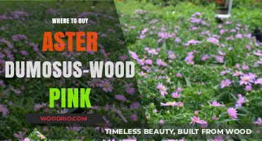 Discover the Best Nurseries to Buy Aster Dumosus-Wood's Pink