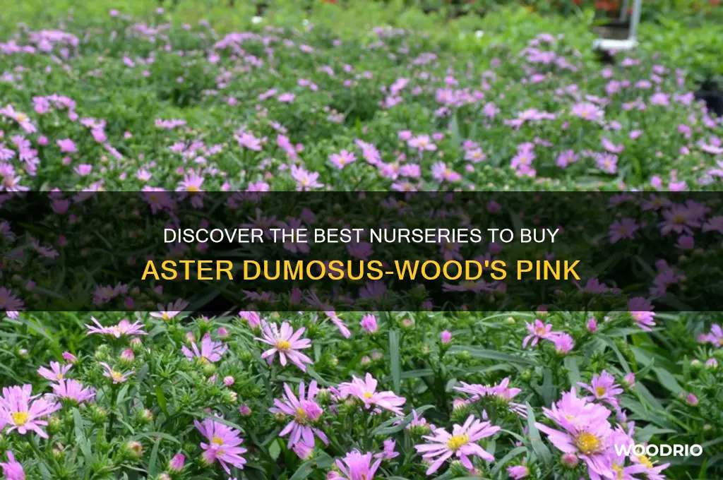 where to buy aster dumosus-wood
