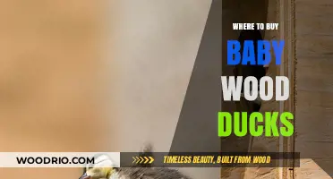 Where to Buy Baby Wood Ducks: A Comprehensive Guide for Enthusiasts