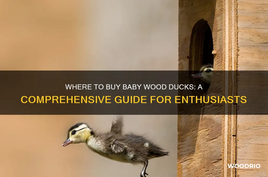 where to buy baby wood ducks
