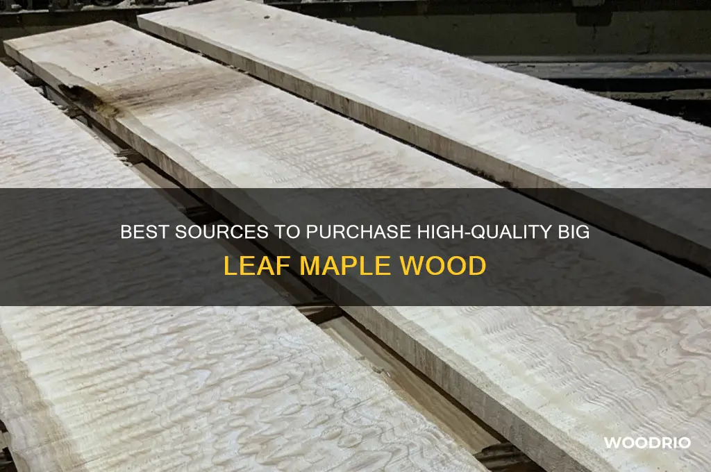 where to buy big leaf maple wood