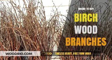 Where to Find and Buy Birch Wood Branches for Your Projects