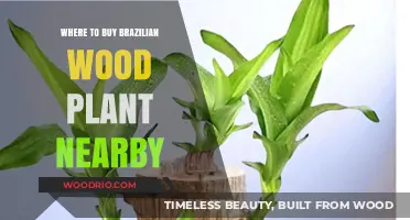 Find Brazilian Wood Plants Near You: Local Nurseries & Online Options