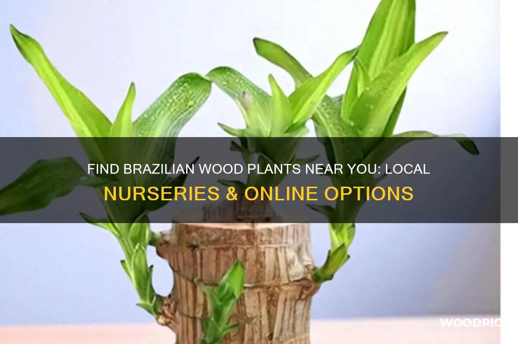 where to buy brazilian wood plant nearby