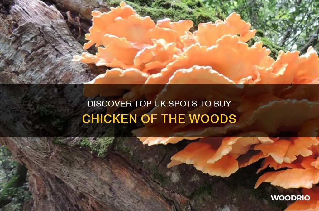 where to buy chicken of the woods uk