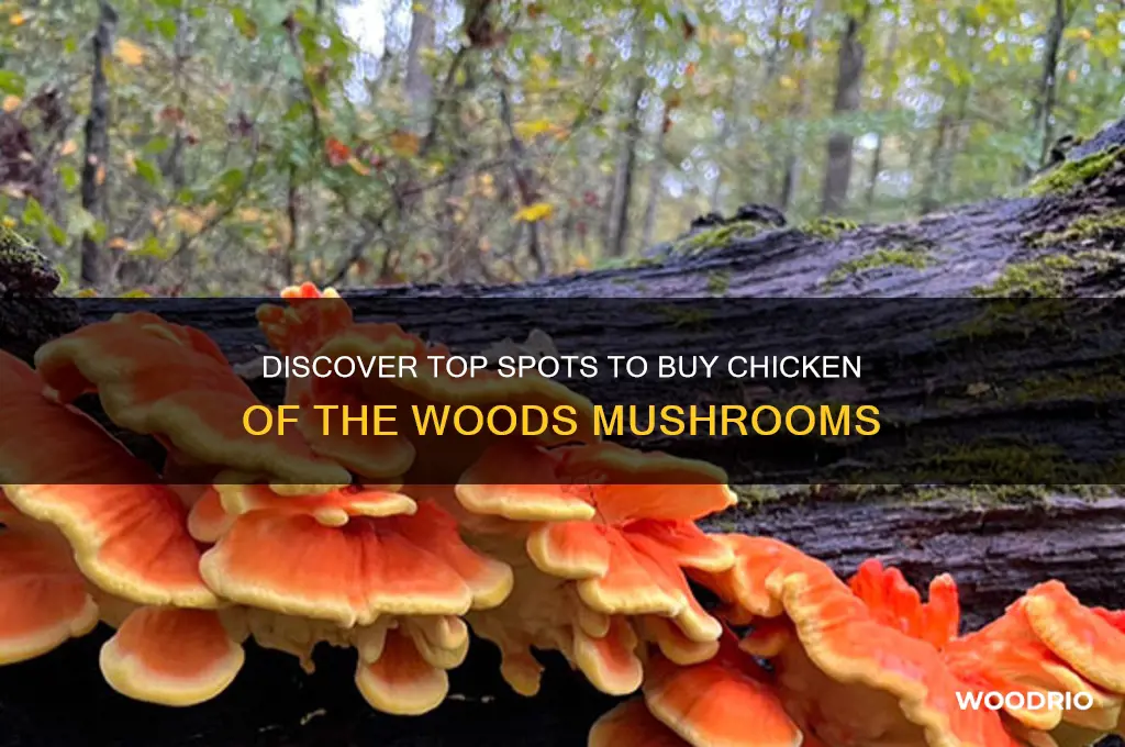 where to buy chicken of the woods